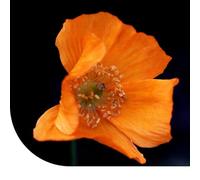 Pavot de Californie - Eschscholzia californica - 65.000 graines pour 700 m² - Très attrayant pour les pollinisateurs - Mélange de fleurs orange et jaunes - Facile à semer