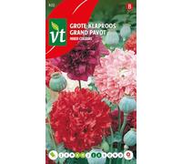 Pavot Mixed colours Graines - Grandes fleurs de couleurs variées