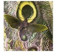 The Mothmen – Pay Attention – CD