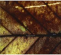 Pay Money To My Pain - Gene [Import]