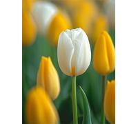 Paysage Diamond Painting Adulte, Fleur Diamond Painting, DIY Round Rhinestone Crystal Point de Croix complet kit, 5D Mosaic Art Kit Pour Enfant et débutants, Murale Décoration Maison 35x45cm 0U-118