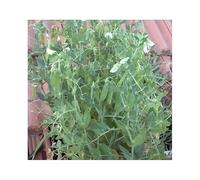 Pcs - 100x le Pois Mangetout Heraut Pisum Sativum Légumes Plantes - Graines K395 - Seeds & Plants Shop by Ipsa