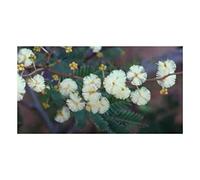 Pcs - 10x Acácia Terminalis Acacia Jardin Plantes - Graines ID1069 - Seeds & Plants Shop by Ipsa