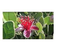 Pcs - 10x Acca Sellowiana Feijoa Sellowiana Fruits Plantes - Graines ID231 - Seeds & Plants Shop by Ipsa
