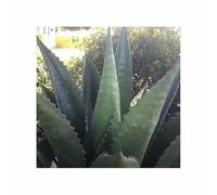 Pcs - 10x Agave Gentryi La Escondida Gel Résistantes Agave Plantes - Graines ID1785 - Seeds & Plants Shop by Ipsa