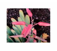 Pcs - 10x Aloe Plicatilis - Érable Aloe Arbuste Aloe Jardin Plantes - Graines ID1668 - Seeds & Plants Shop by Ipsa