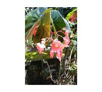 Pcs - 10x Begonia Coccinea Fleurs Jardin Plantes - Graines ID331 - Seeds & Plants Shop by Ipsa