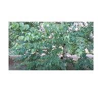 Pcs - 10x Betula Papyrifera Papierbirke Jardin Plantes - Graines ID1132 - Seeds & Plants Shop by Ipsa