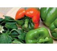 Pcs - 10x Bio Poivron Californie Wonder- Écologique Légumes Graines KS477 - Seeds & Plants Shop by Ipsa