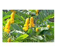 Pcs - 10x Cassia Alata, Fleurs Jaune Arbuste Jardin Plantes - Graines ID75 - Seeds & Plants Shop by Ipsa