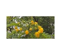 Pcs - 10x Cassia Leptophylla Arbre Jardin Plantes - Graines ID1173 - Seeds & Plants Shop by Ipsa