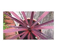 Pcs - 10x Cordyline Australis Purpurea Rouge Keulenlilie Jardin Plantes - Graines ID866 - Seeds & Plants Shop by Ipsa