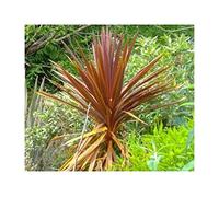 Pcs - 10x Cordyline Obtecta Purpurea Keulenlilie Jardin Plantes - Graines ID871 - Seeds & Plants Shop by Ipsa