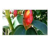 Pcs - 10x Costus Pulverulentus Pluriannuel Jardin Plantes - Graines ID477 - Seeds & Plants Shop by Ipsa