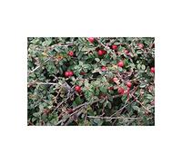 Pcs - 10x Cotonéaster Horizontalis Arbuste Jardin Plantes - Graines ID1221 - Seeds & Plants Shop by Ipsa