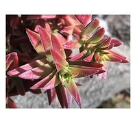 Pcs - 10x Crassula Capitella Sukkulente Rosettenförmig Plantes - Semences B1026 - Seeds & Plants Shop by Ipsa