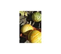 Pcs - 10x Cucurbita Digitata Citrouille Jardin Plantes - Graines ID1237 - Seeds & Plants Shop by Ipsa