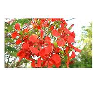 Pcs - 10x Delonix Regia Madagascar Flammenbaum Jardin Plant - Graines ID183 - Seeds & Plants Shop by Ipsa