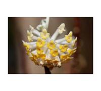 Pcs - 10x Edgeworthia Gardneri Papierbusch Arbre Jardin Plantes - Graines ID1265 - Seeds & Plants Shop by Ipsa