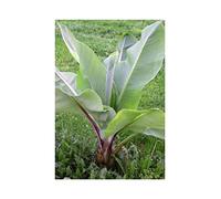 Pcs - 10x Ensete Ventricosum Large Seed Banane Jardin Plantes - Graines ID774 - Seeds & Plants Shop by Ipsa