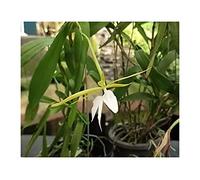 Pcs - 10x Epidendrum Nocturnum Orchidées Jardin Plantes - Graines ID910 - Seeds & Plants Shop by Ipsa