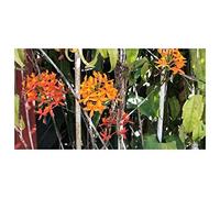 Pcs - 10x Epidendrum Secundum Red Orchidées Jardin Plantes - Graines ID912 - Seeds & Plants Shop by Ipsa