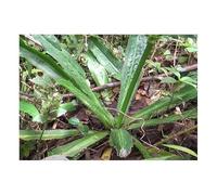 Pcs - 10x Eryngium Foetidum Long Coriandre Jardin Plantes - Graines B754 - Seeds & Plants Shop by Ipsa
