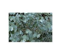 Pcs - 10x Eucalyptus Gamophylla Bleu Zwergeukalyptus Jardin Plantes - Graines ID1294 - Seeds & Plants Shop by Ipsa