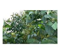 Pcs - 10x Eucalyptus Nitens Brillant Eucalyptus Arbre Jardin Plantes - Graines ID248 - Seeds & Plants Shop by Ipsa