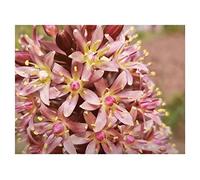 Pcs - 10x Eucomis Comosa Pluriannuel Jardin Plantes - Graines ID916 - Seeds & Plants Shop by Ipsa