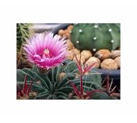 Pcs - 10x Ferocactus Latispinus Cactus Moyenne Zierkaktus Plantes - Graines ID1704 - Seeds & Plants Shop by Ipsa