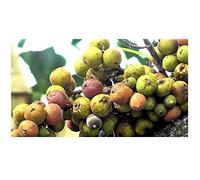 Pcs - 10x Ficus Racemosa Indien Peuplier Feige Arbre Plantes - Graines ID108 - Seeds & Plants Shop by Ipsa