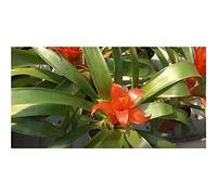 Pcs - 10x Guzmania Lingulata Broméliacées Jardin Plantes - Graines ID563 - Seeds & Plants Shop by Ipsa