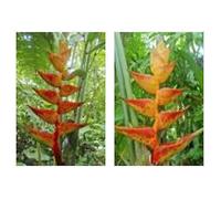 Pcs - 10x Heliconia Champneiana 'Splash' Heliconias Plantes - Graines ID227 - Seeds & Plants Shop by Ipsa