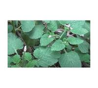 Pcs - 10x Heliotropium Indicum Indien Héliotrope Jardin Plantes - Graines B1115 - Seeds & Plants Shop by Ipsa