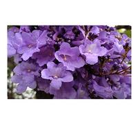 Pcs - 10x Jacaranda Mimosifolia Bois de Palissandre Arbre Plantes - Graines ID118 - Seeds & Plants Shop by Ipsa