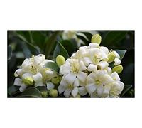 Pcs - 10x Murraya/Diamants Oranges Plant Paniculata Orangenraute Arbuste Jardin Plantes - Graines ID189 - Seeds & Plants Shop by Ipsa