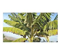 Pcs - 10x Musa (Bananier) Acuminata Evergreen Arbre Jardin Plantes - Graines ID190 - Seeds & Plants Shop by Ipsa