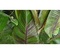 Pcs - 10x Musa (Bananier) Itinerans (Bananier Voyageur) Bleu Birmanie Banane Jardin Plantes - Graines ID131 - Seeds & Plants Shop by Ipsa