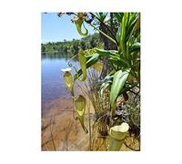 Pcs - 10x Nepenthes Madagascariensis Carnivore Plantes - Graines B1823 - Seeds & Plants Shop by Ipsa