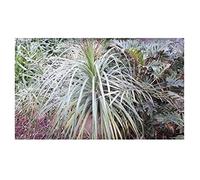 Pcs - 10x Nolina Bigelovii Xerophyllum Tenax/Herbe D'Ours Caudex Jardin Plantes - Graines ID234 - Seeds & Plants Shop by Ipsa