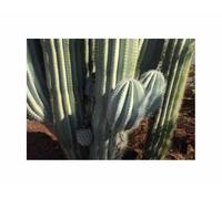 Pcs - 10x Pachycereus Pringlei Plus Grand Cactus le Monde Plantes - Graines ID1761 - Seeds & Plants Shop by Ipsa