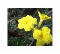 Pcs - 10x Pachypodium Rosulatum Subsp. Cactipes Pied D'Éléphant Plantes - Graines ID1646 - Seeds & Plants Shop by Ipsa