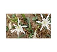 Pcs - 10x Pancratium Canariense Canaries Trichternarzisse Jardin Plantes - Graines ID941 - Seeds & Plants Shop by Ipsa