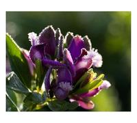 Pcs - 10x Polygala Myrtifolia Myrten Kreuzblume Jardin Plantes - Graines ID1516 - Seeds & Plants Shop by Ipsa