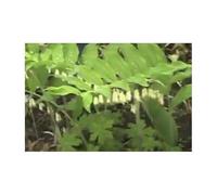 Pcs - 10x Polygonatum Oppositifolium Pluriannuelle Jardin Plantes - Graines ID947 - Seeds & Plants Shop by Ipsa