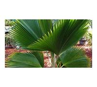 Pcs - 10x Pritchardia Pacifica Fiji Palmier Jardin Plantes - Graines ID428 - Seeds & Plants Shop by Ipsa