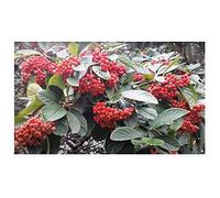 Pcs - 10x Pyracantha Coccinea Feu Épine Arbuste Jardin Pflanzen-Samen B2245 - Seeds & Plants Shop by Ipsa