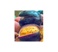 Pcs - 10x Renealmia Alpinia Oaxacan Violet Ingwerbeere Jardin Plantes - Graines ID523 - Seeds & Plants Shop by Ipsa