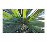 Pcs - 10x Sabal Minor Palmier Zwergpalmetto Plantes - Graines B2259 - Seeds & Plants Shop by Ipsa